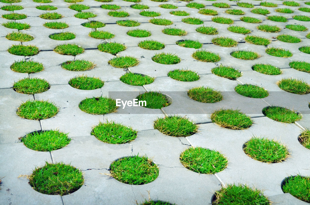 HIGH ANGLE VIEW OF PLANTS GROWING IN ROW