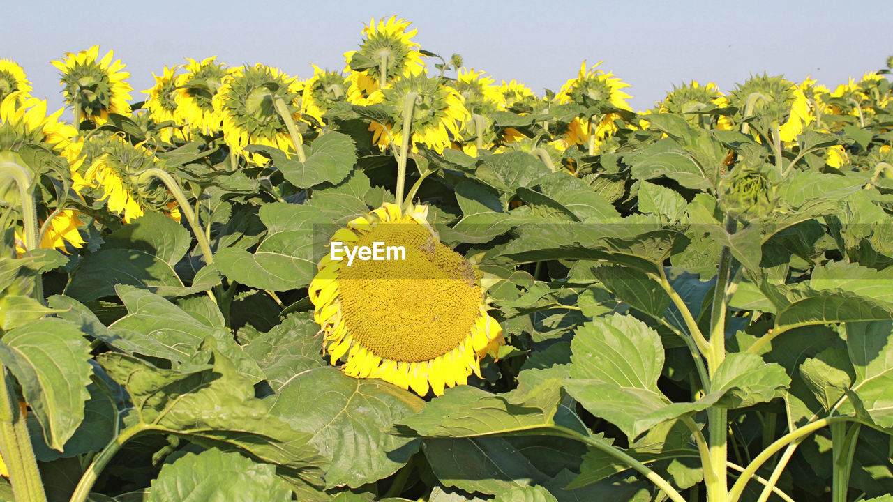 CLOSE-UP OF YELLOW LEAVES