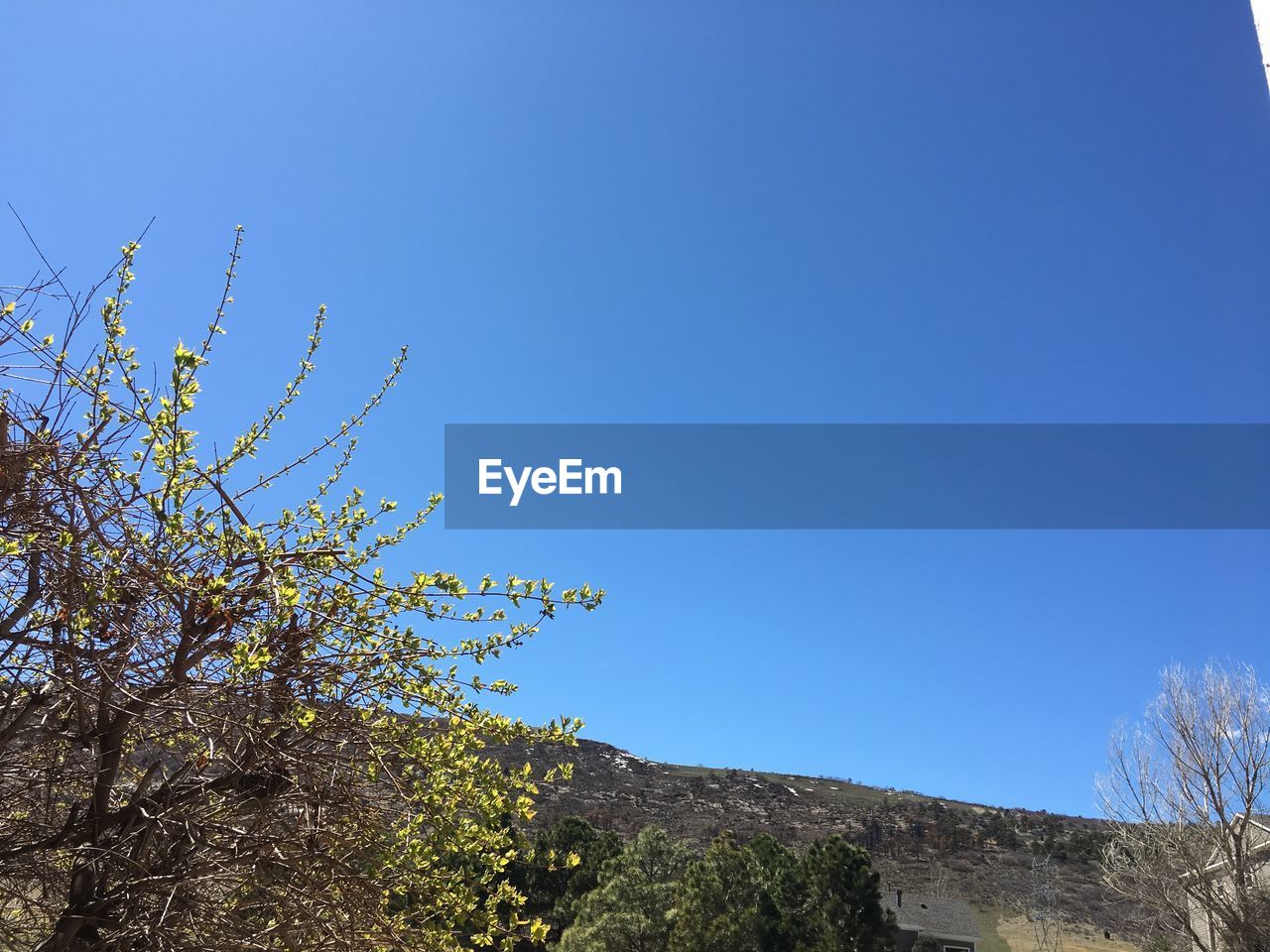 Low angle view of trees against clear sky