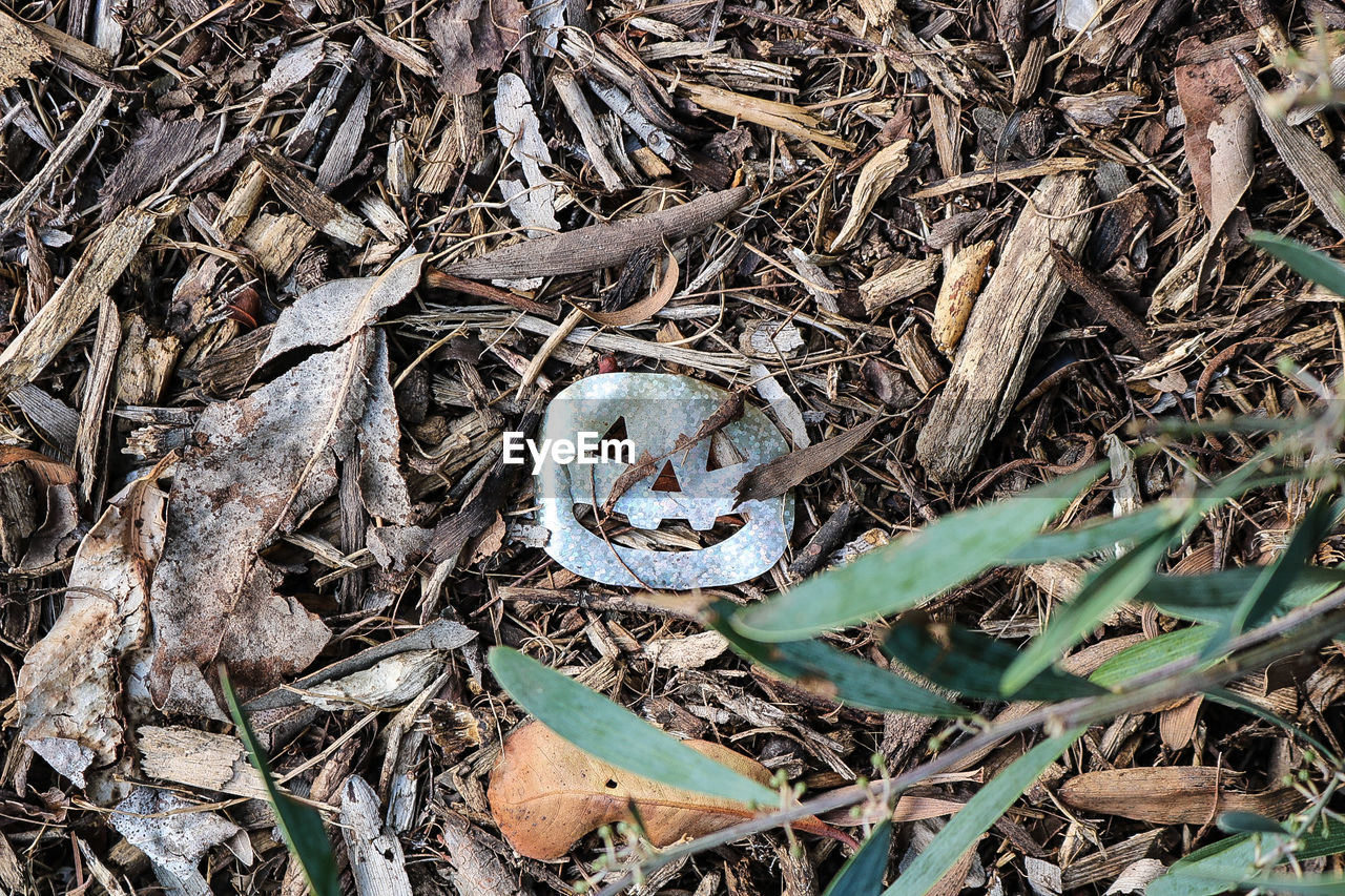 High angle view of dry leaf