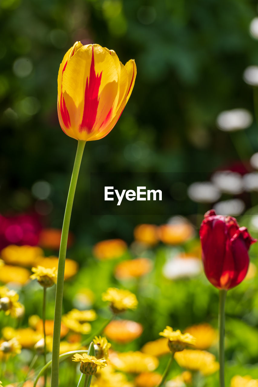 CLOSE-UP OF YELLOW TULIPS