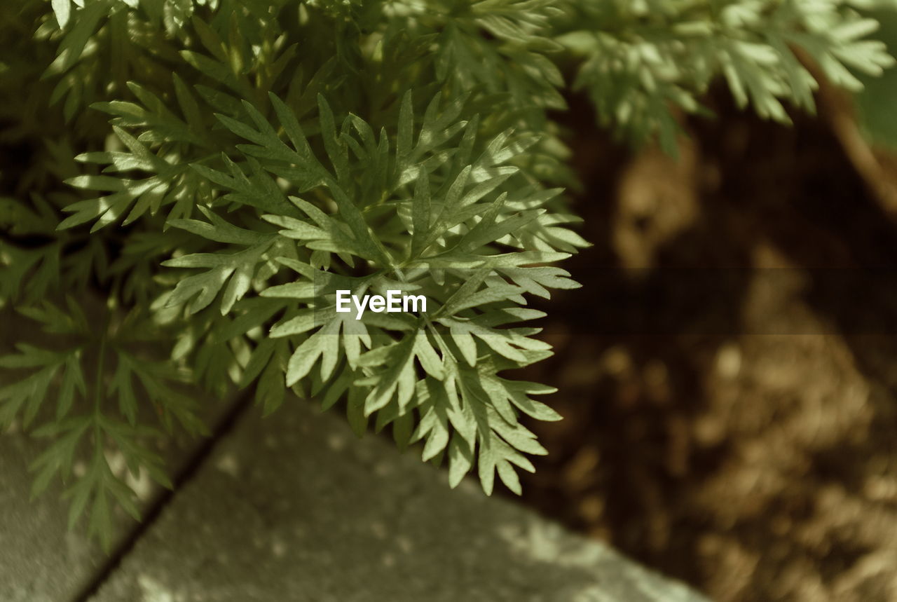 HIGH ANGLE VIEW OF PINE TREE BRANCH