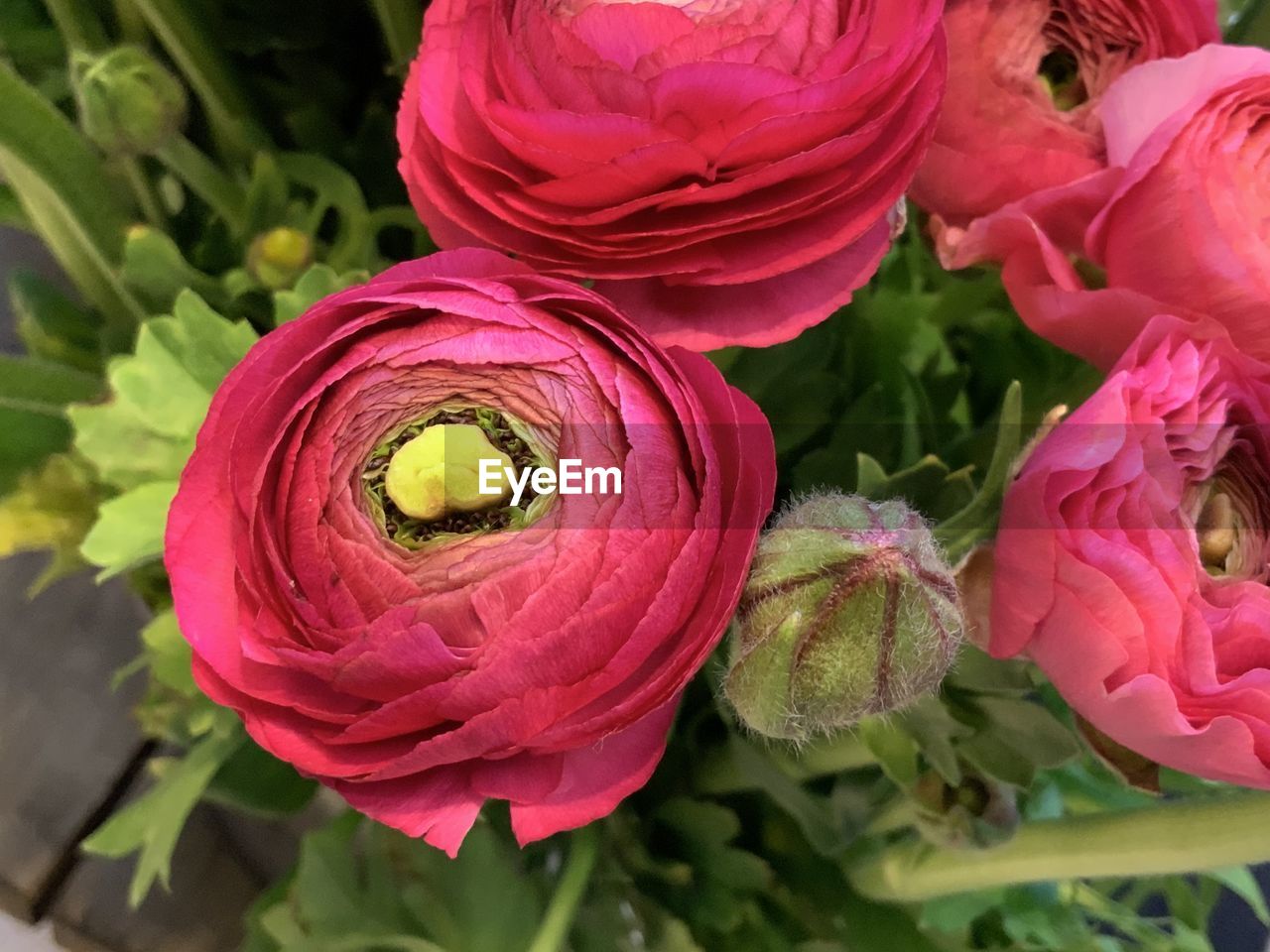 Close-up of rose bouquet