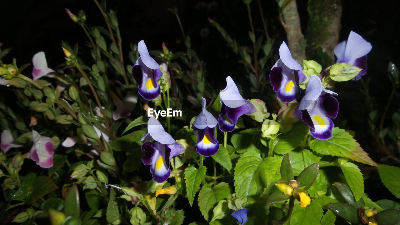 CLOSE-UP OF PURPLE FLOWERS