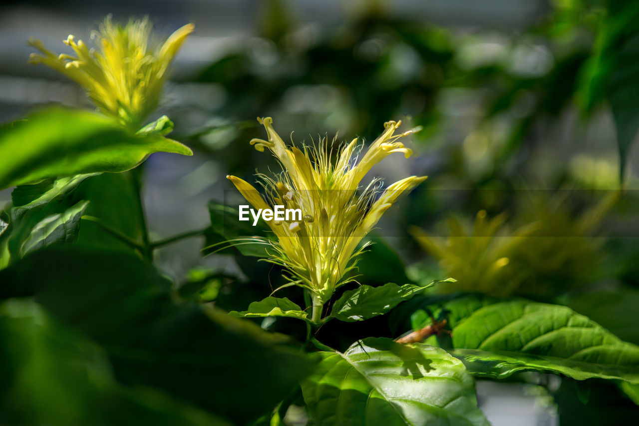 Close-up of plant