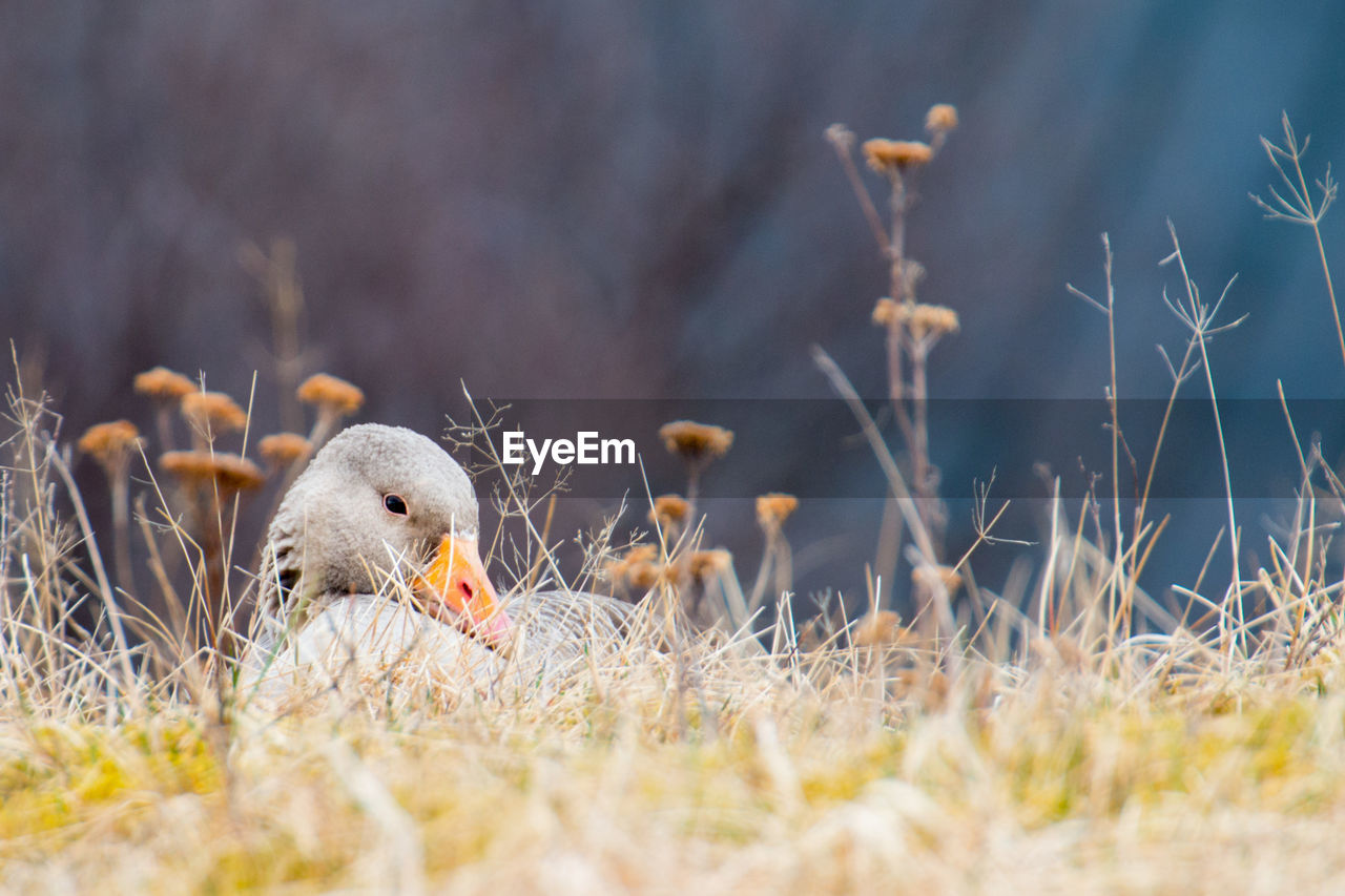 Close-up of goose