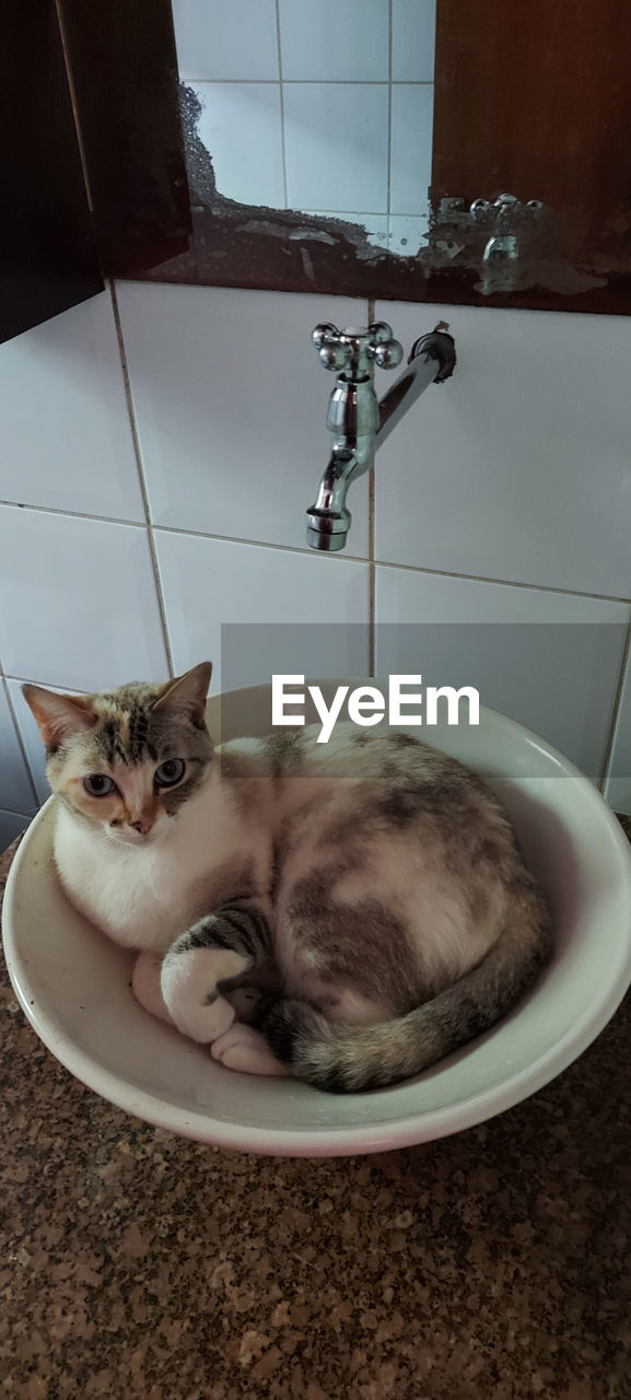 My kitten waiting for water at the bathroom sink. everyday scene in my house in serra da cantareira,