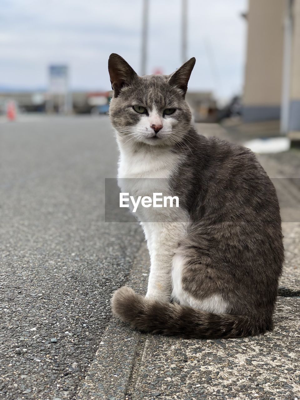 PORTRAIT OF A CAT ON STREET