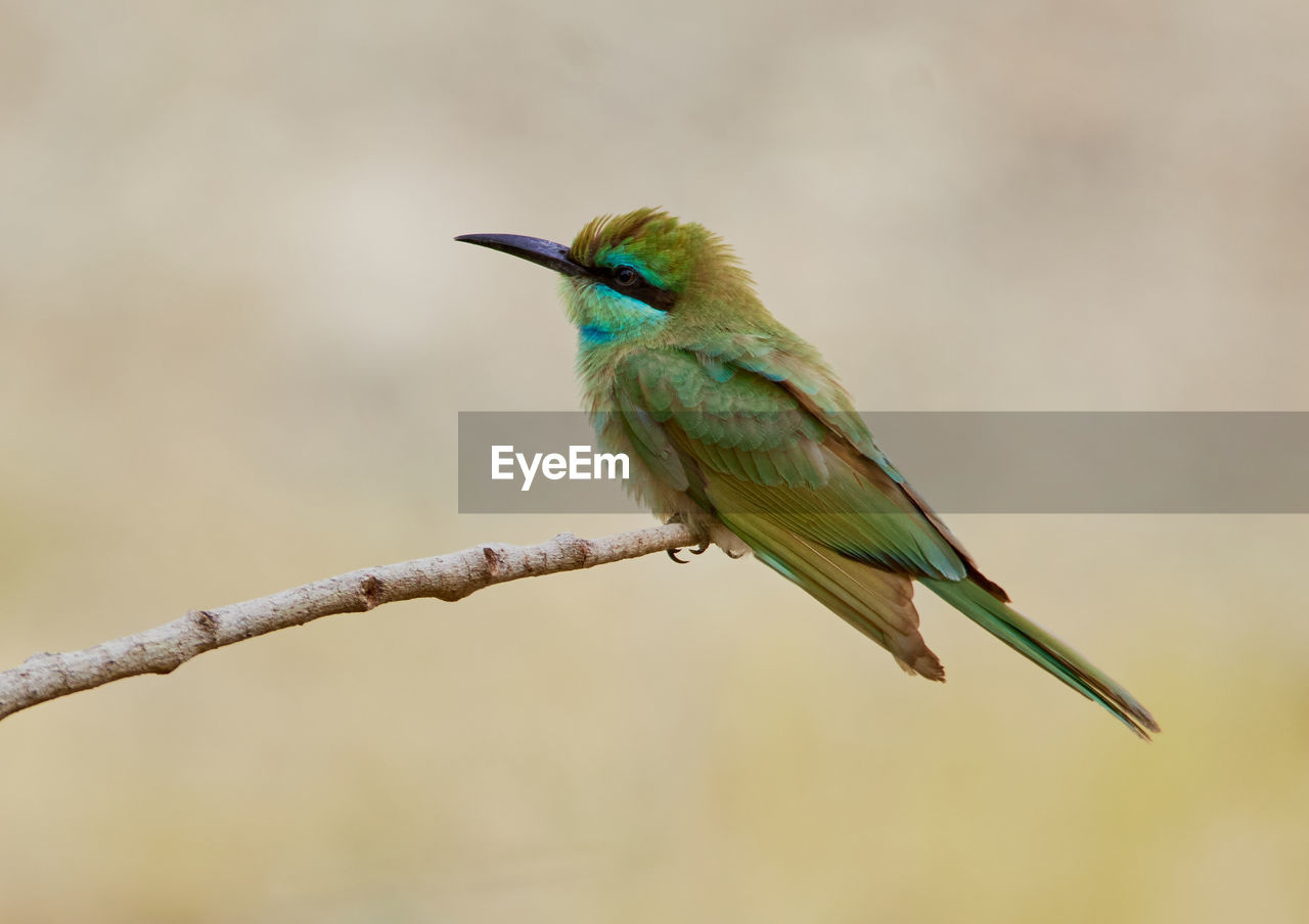 BIRD PERCHING ON BRANCH