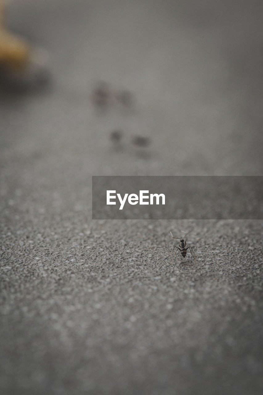 CLOSE-UP OF ANTS ON THE BEACH