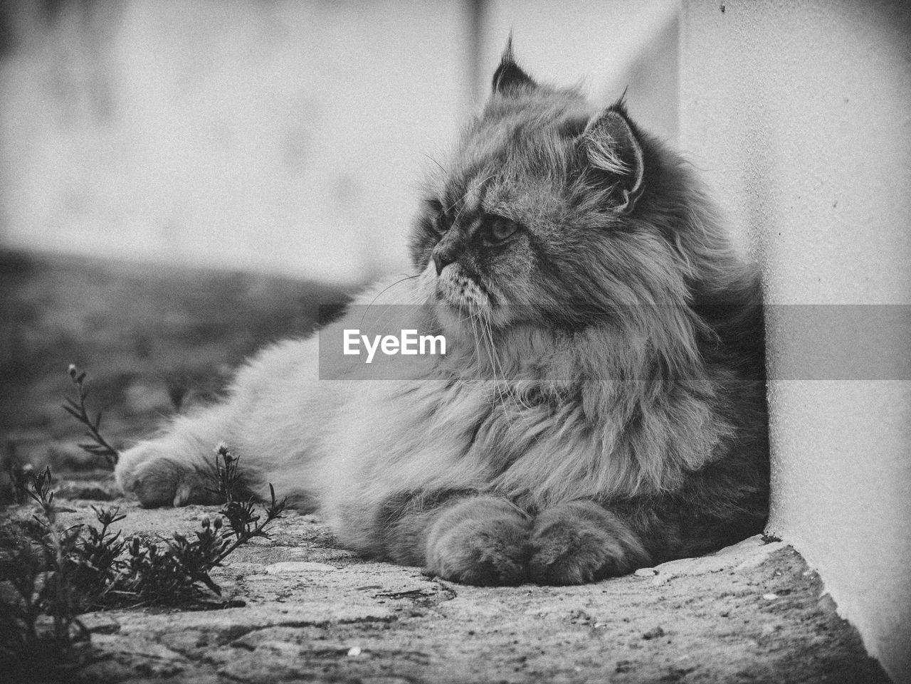 CLOSE-UP OF CAT LOOKING AWAY WHILE SITTING ON FLOOR