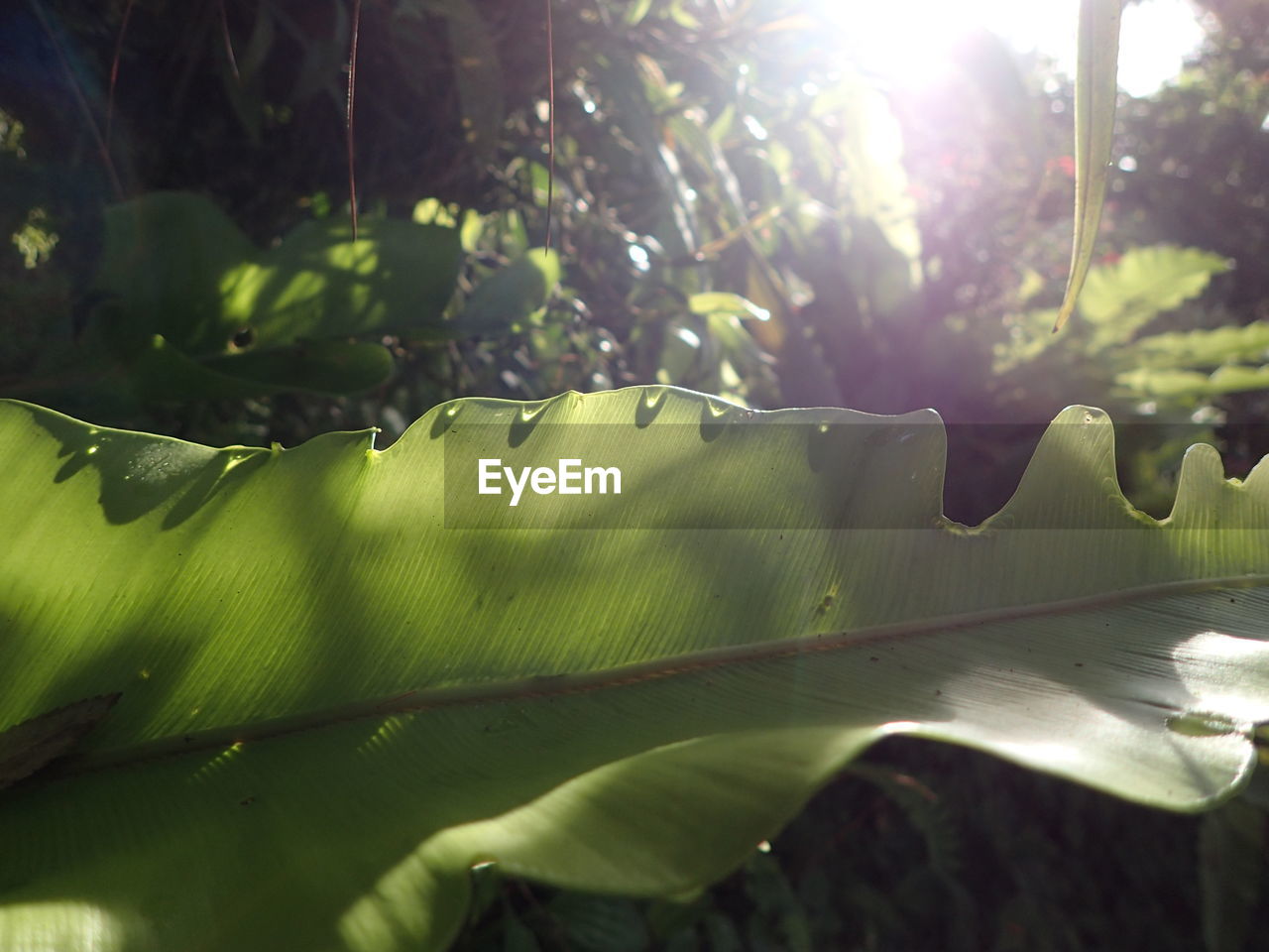 CLOSE-UP OF SUNLIGHT STREAMING THROUGH TREE