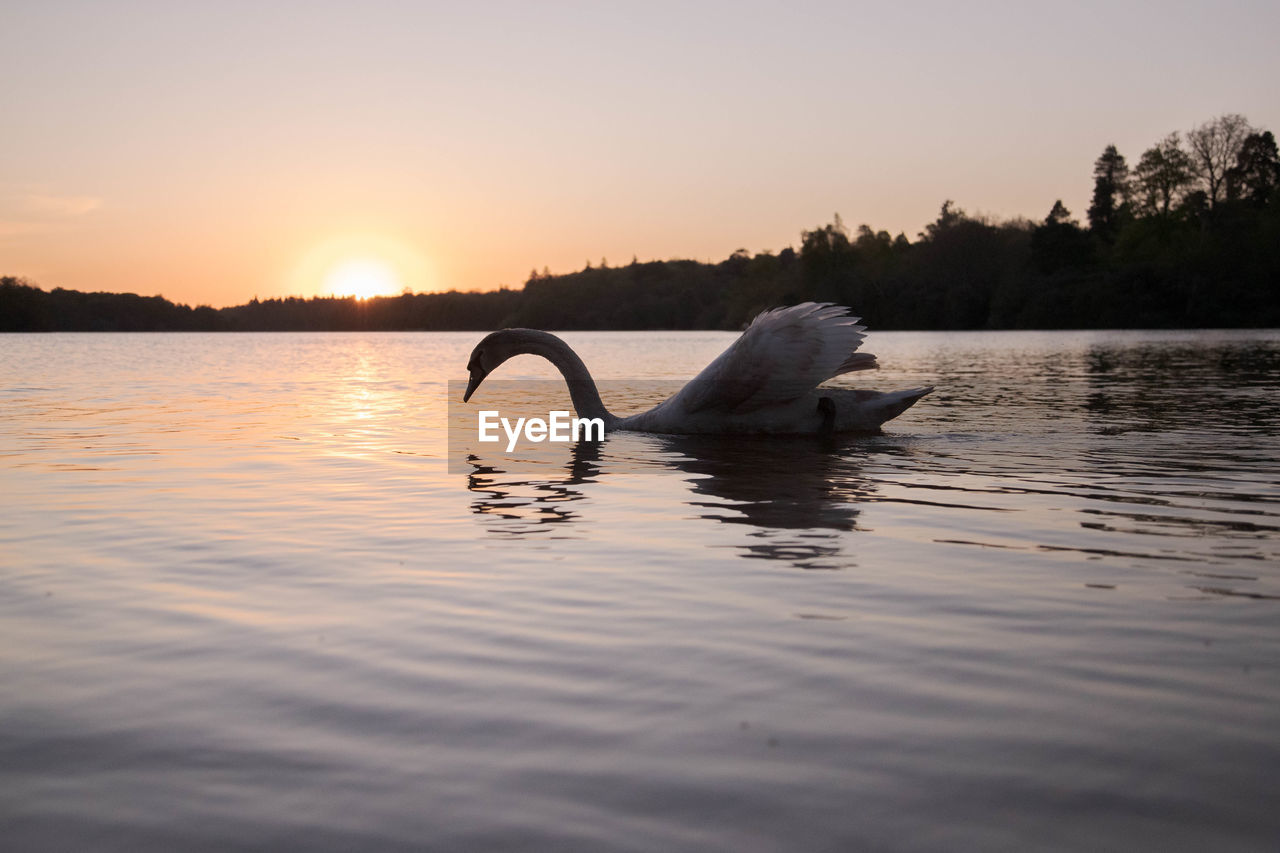 Swans swimming in lake