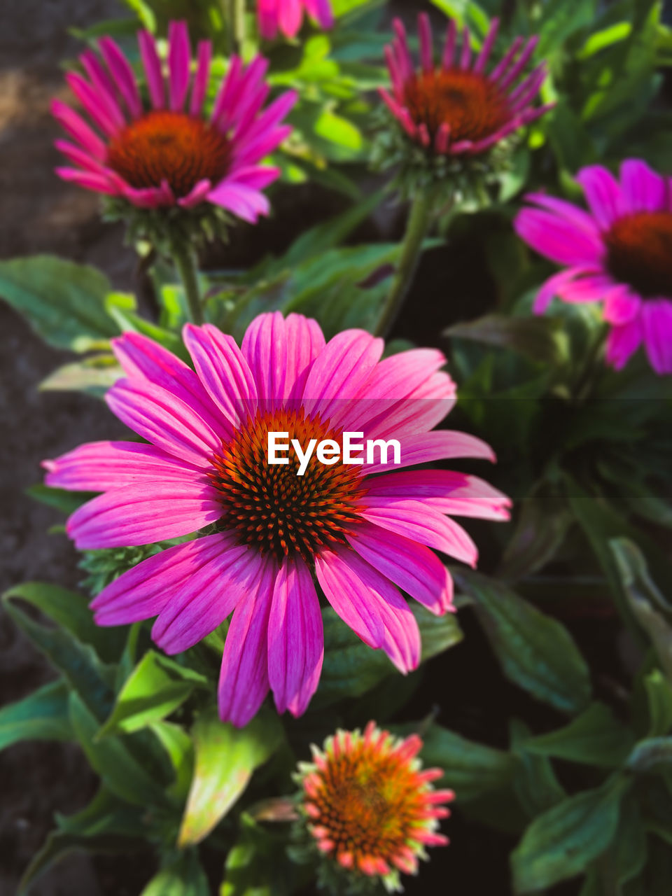 CLOSE-UP OF PINK DAISY FLOWERS