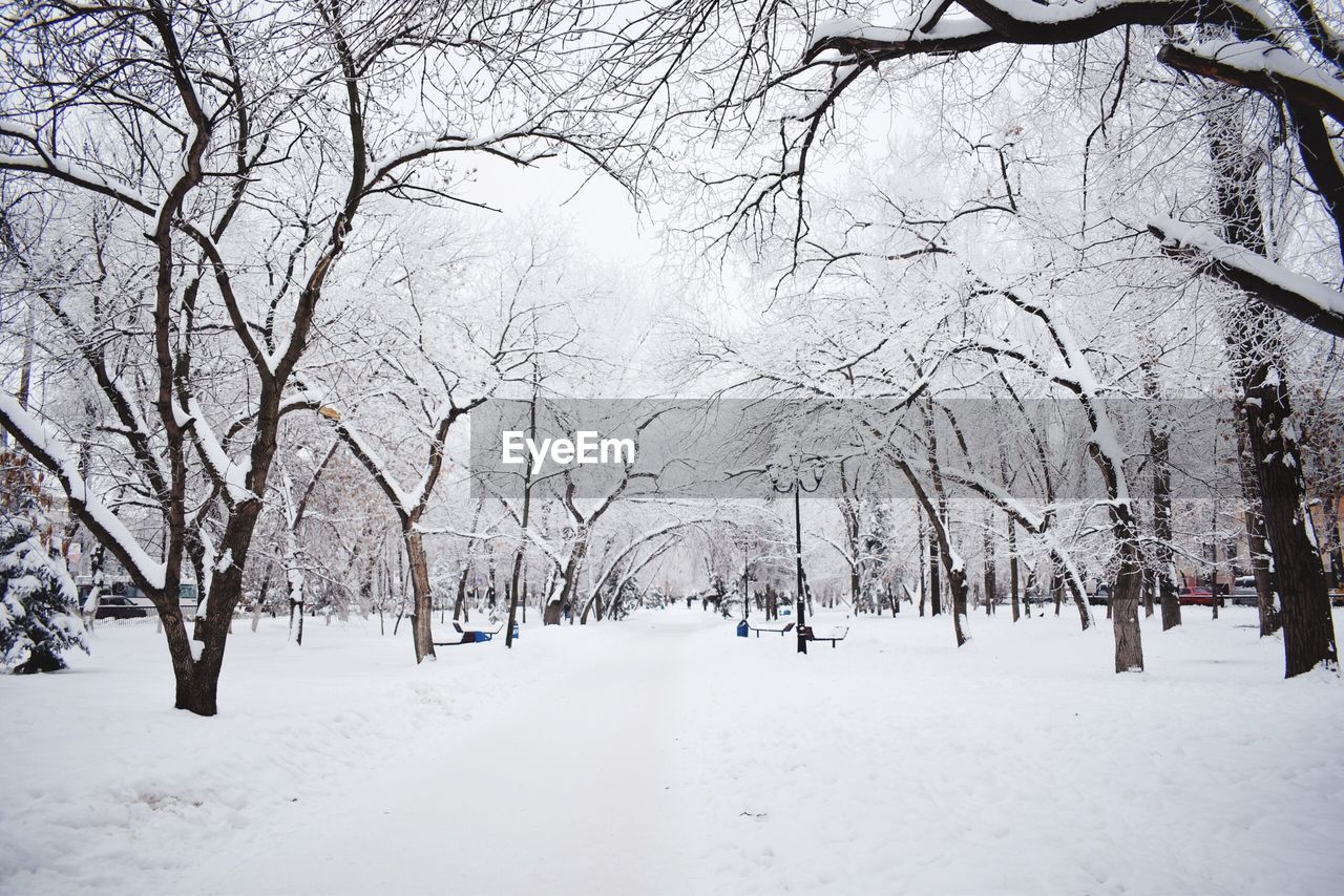 Bare trees on snow covered land