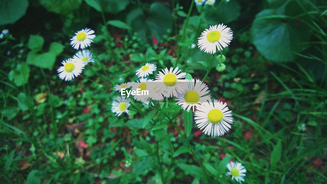 Close-up of white daisy flowers