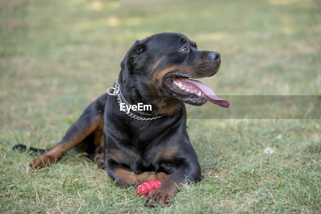 Rottweiler with toy resting on field