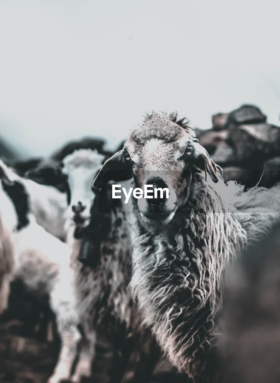 Portrait of an animal on land