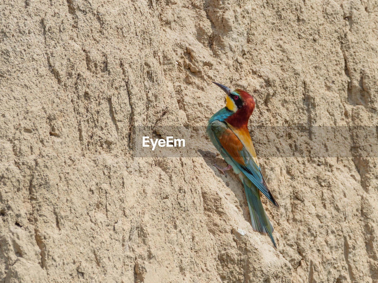 VIEW OF PARROT ON ROCK