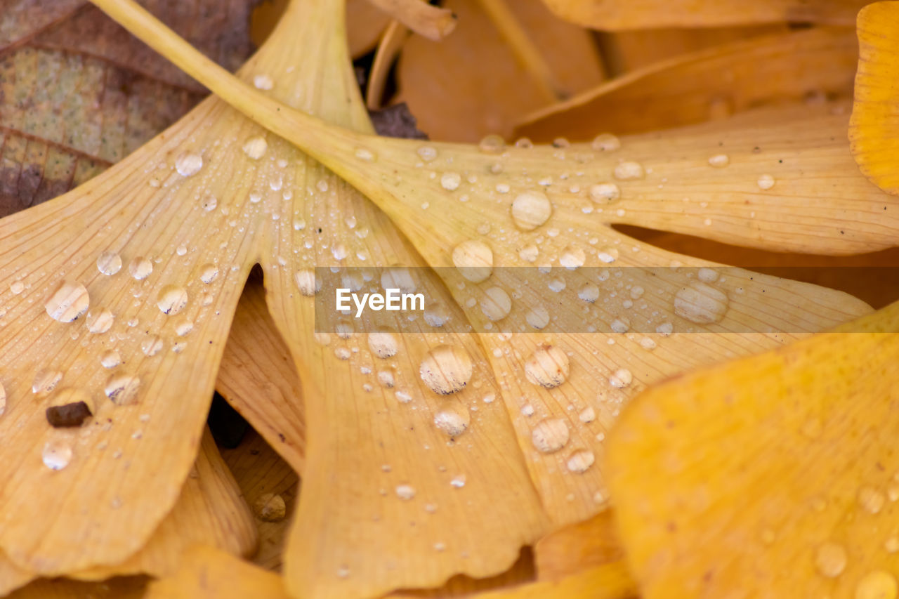 Colorful gingko leaves in autumn and fall shine bright after the rain with sparkling raindrops