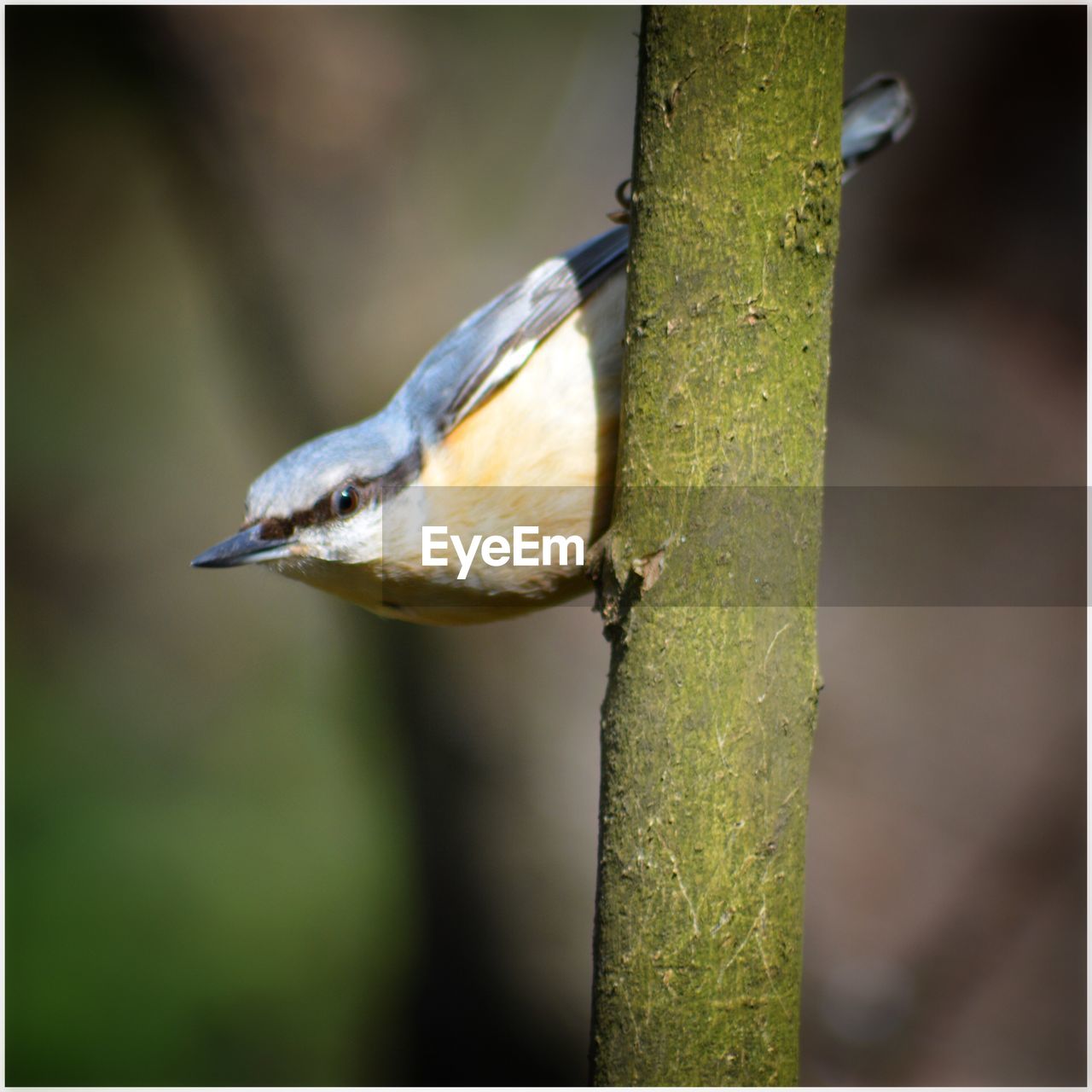 BIRD PERCHING ON TREE