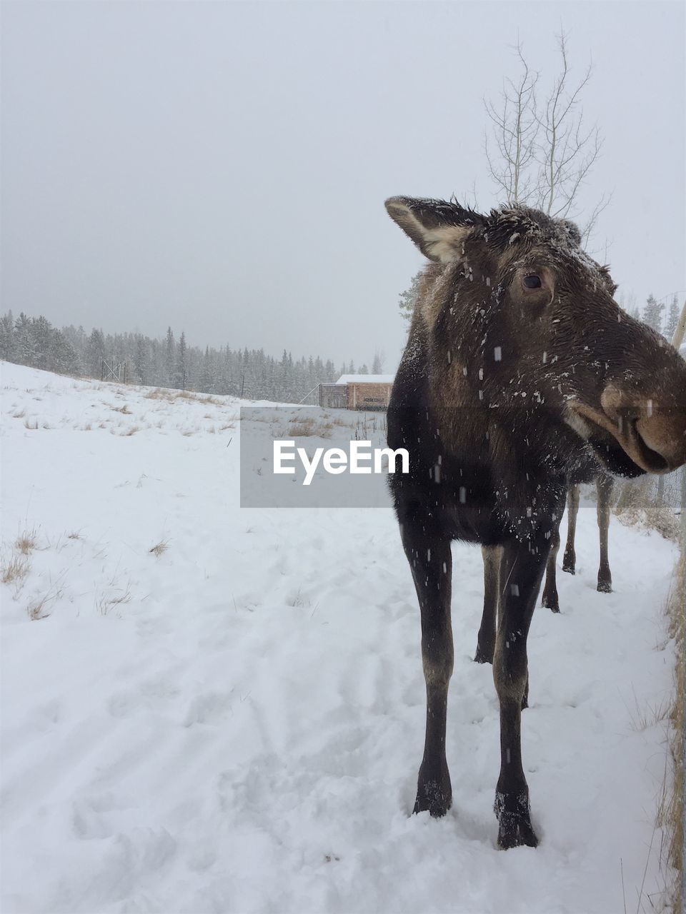 Horse on snow covered land