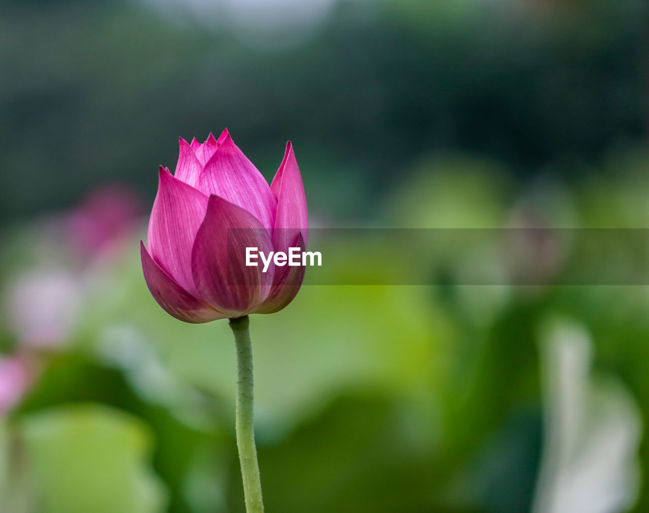 Close-up of pink flower blooming outdoors