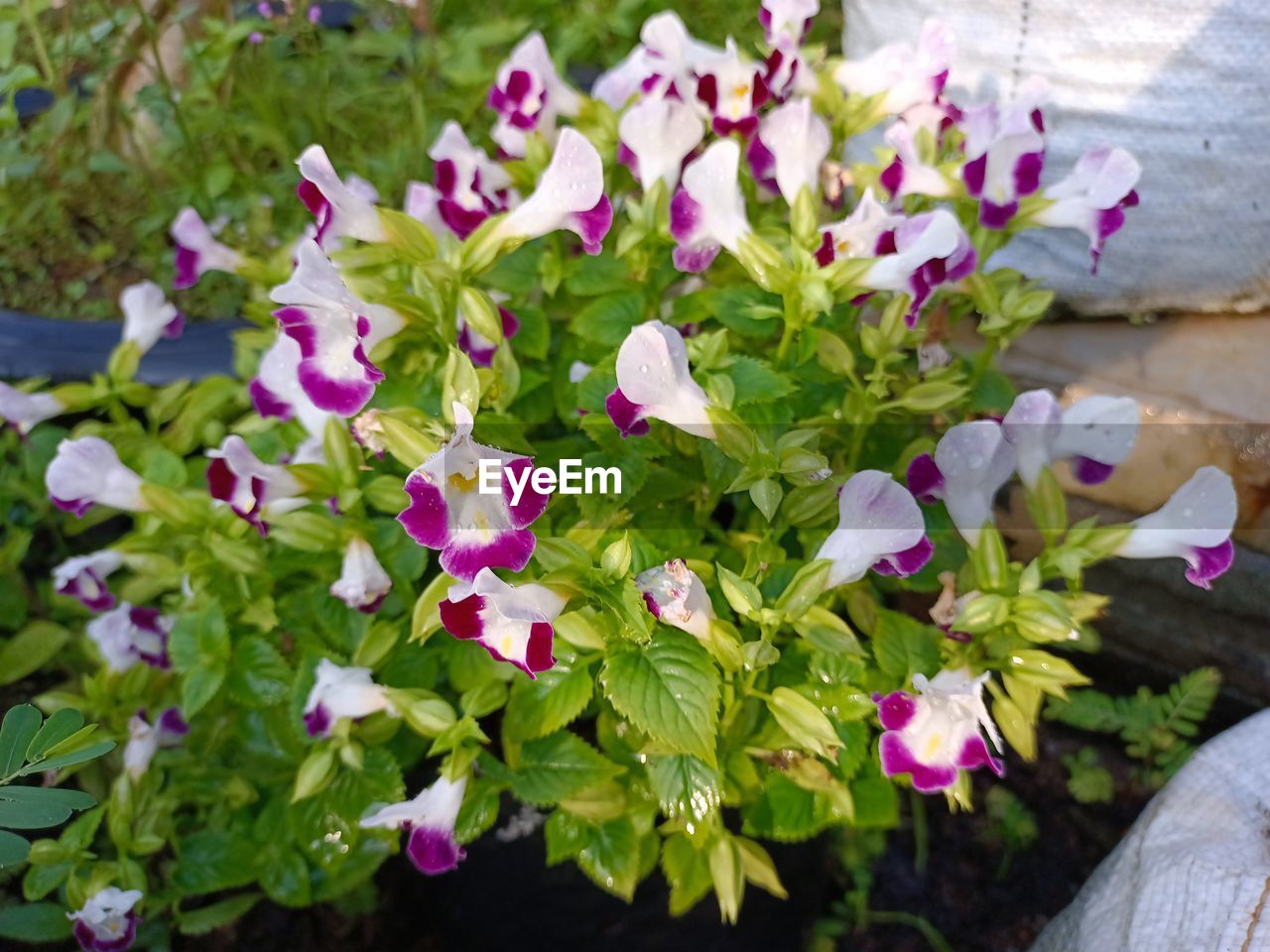 Torenia Flower Head Flower Leaf Petal High Angle View Close-up Plant In Bloom Blooming Blossom Botany Botanical Garden Flowering Plant