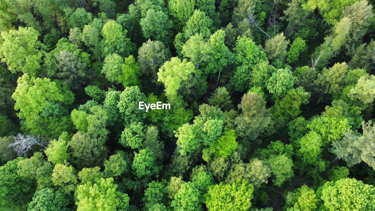 Full frame shot of forrest in pennsylvania 