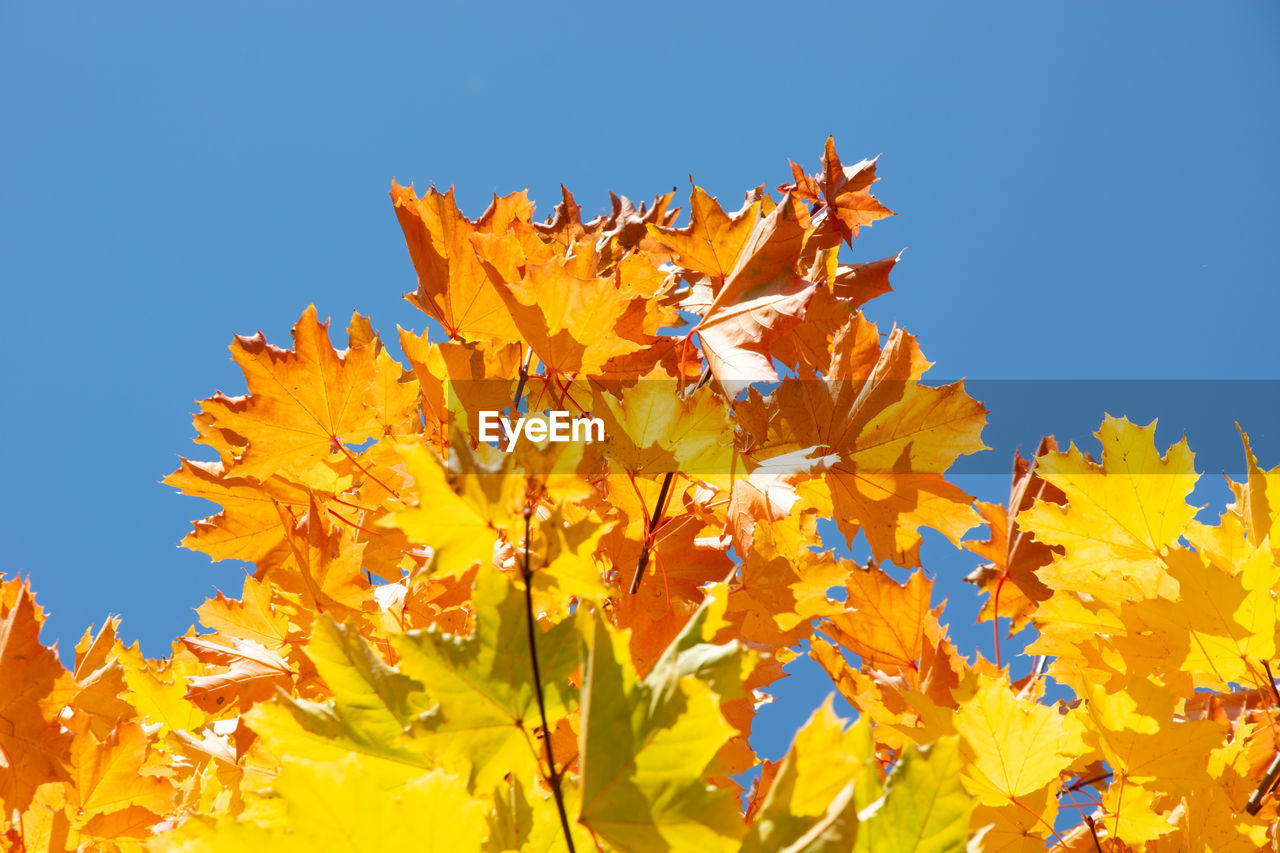 yellow, plant, nature, sky, beauty in nature, leaf, plant part, flower, tree, clear sky, autumn, blue, no people, vibrant color, flowering plant, outdoors, sunlight, sunny, growth, freshness, orange color, branch, close-up, day, copy space, environment, low angle view, landscape, fragility, multi colored, land, scenics - nature