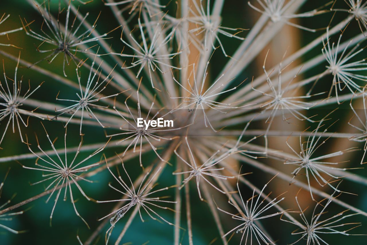 FULL FRAME SHOT OF SUCCULENT PLANTS