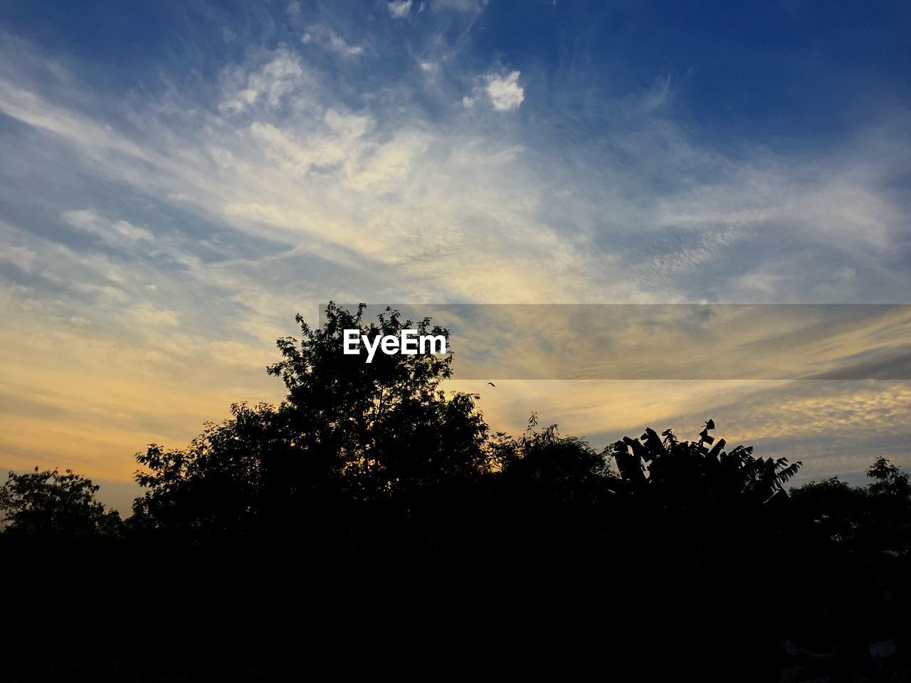 SILHOUETTE TREE AGAINST SKY DURING SUNSET