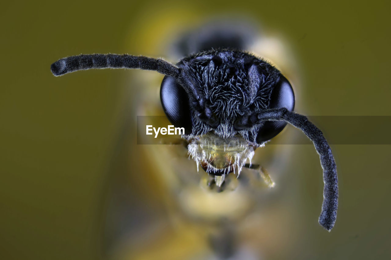 CLOSE-UP OF A INSECT