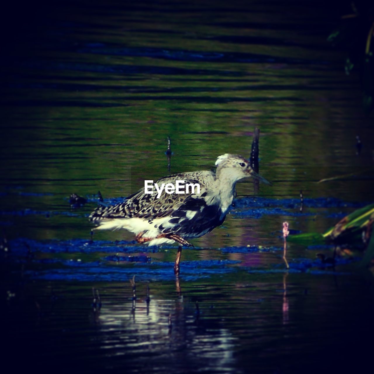 BIRDS ON LAKE