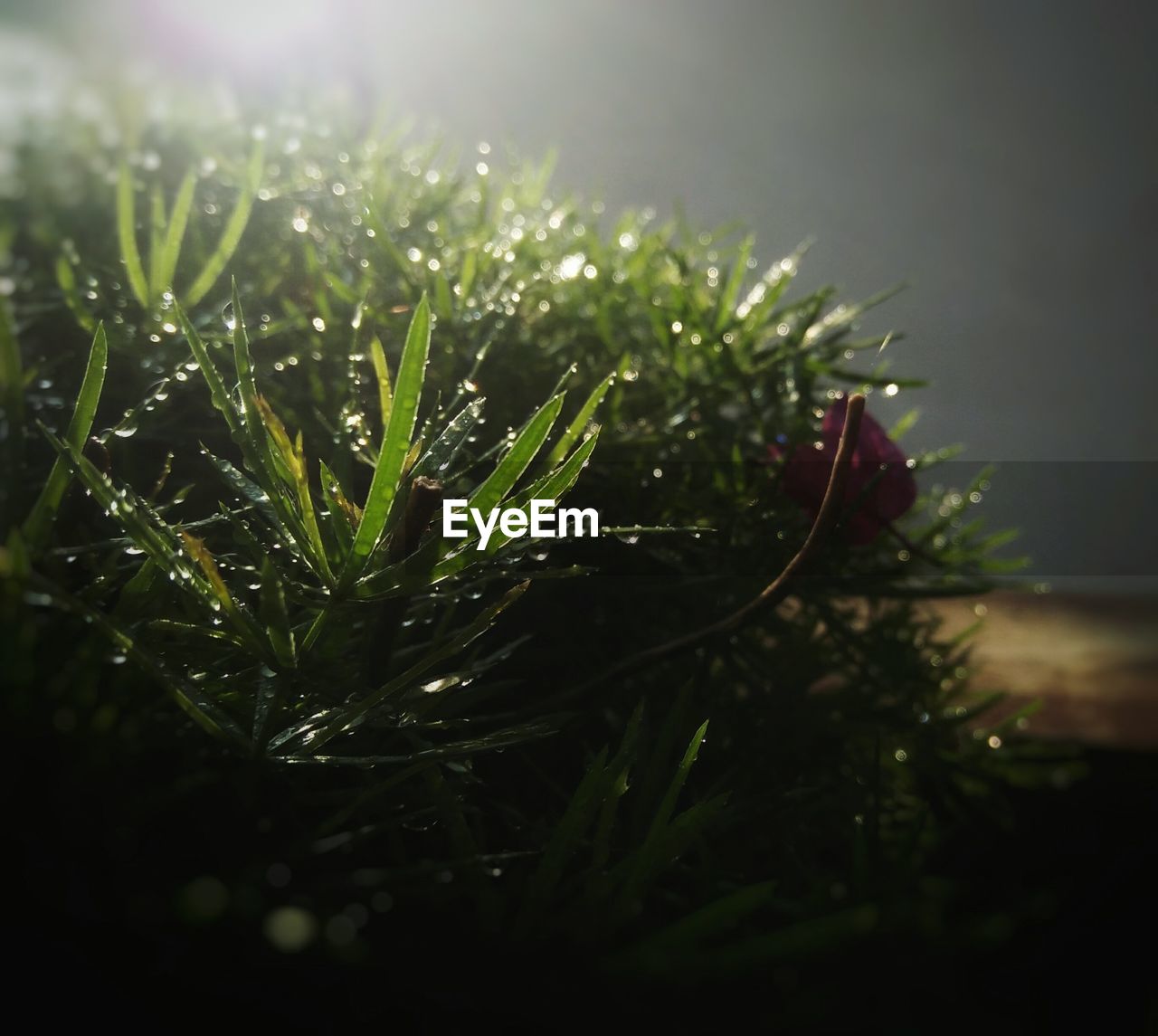 CLOSE-UP OF WATER DROP ON PLANTS