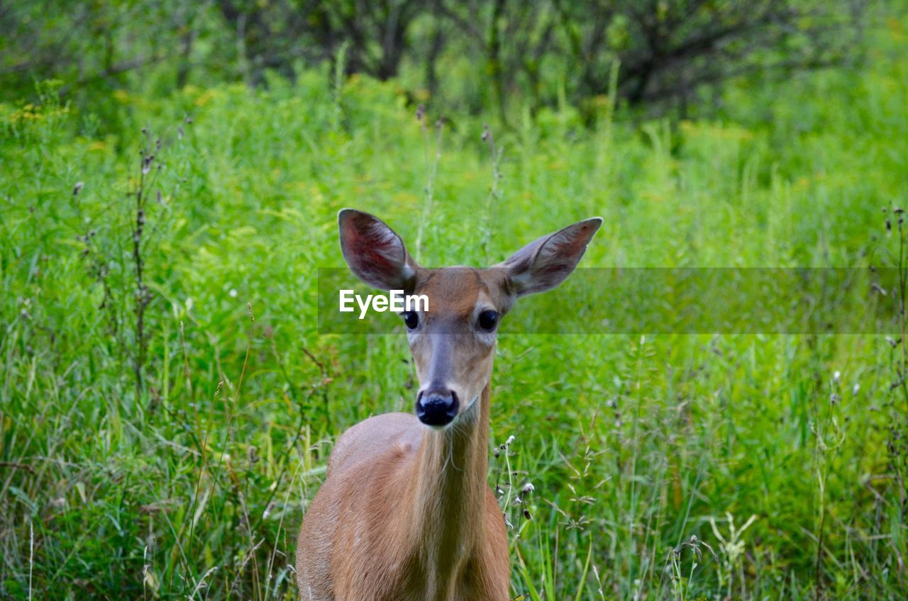 Upclose to deer