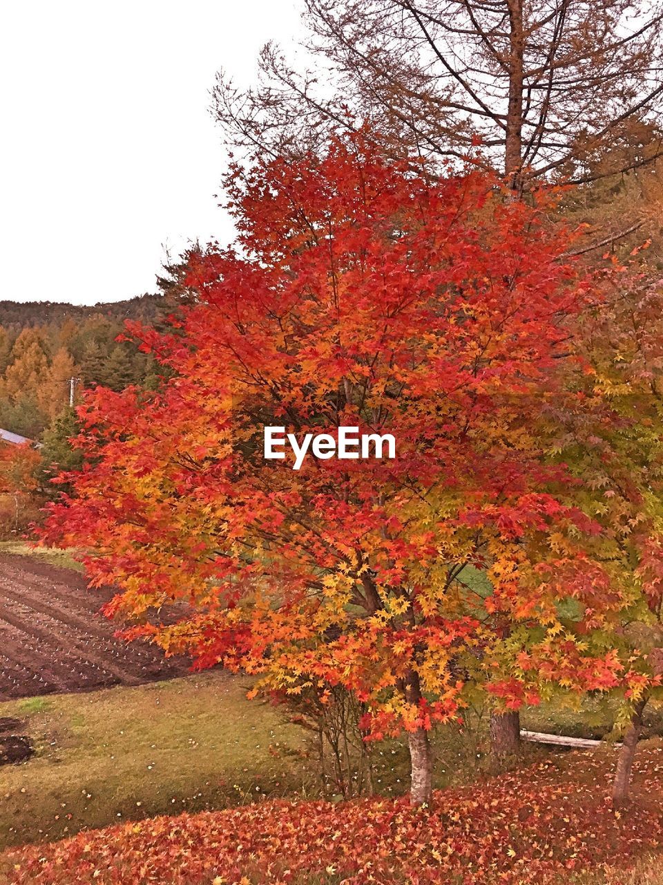 Red tree on hill in autumn