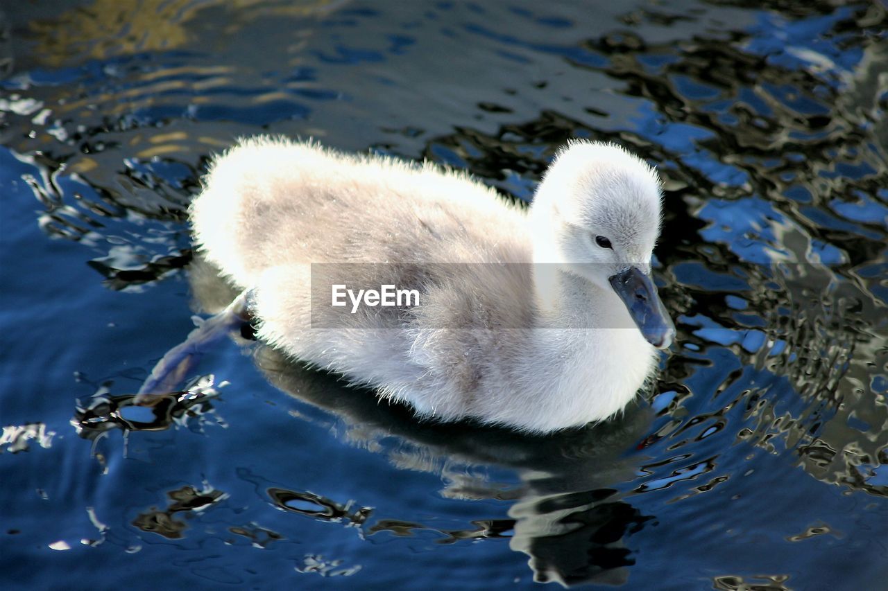 HIGH ANGLE VIEW OF SWANS SWIMMING IN LAKE