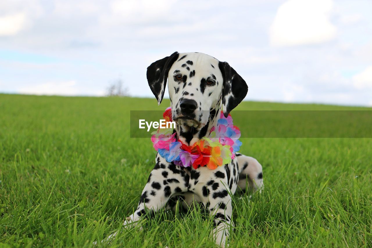 Close-up of dog sitting on grassy field