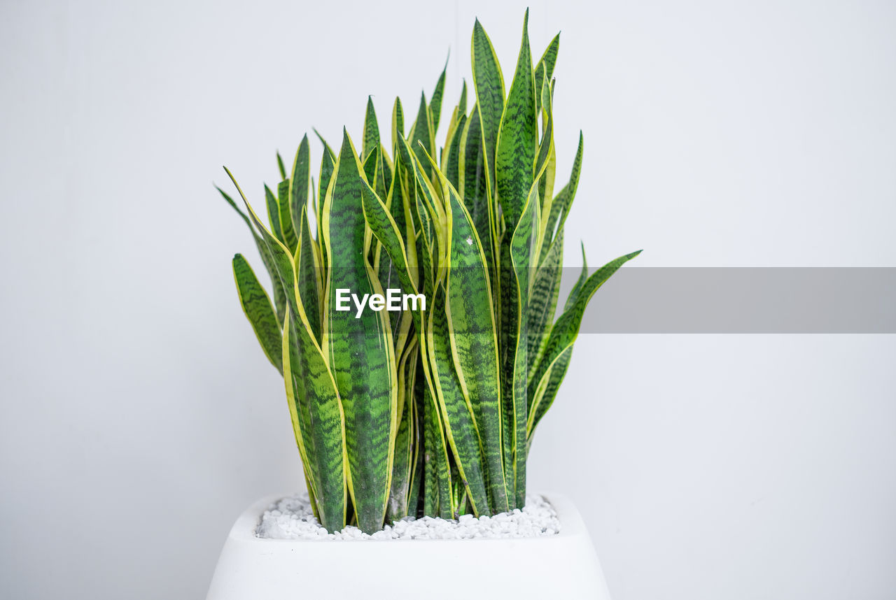 Close-up of plant against white background