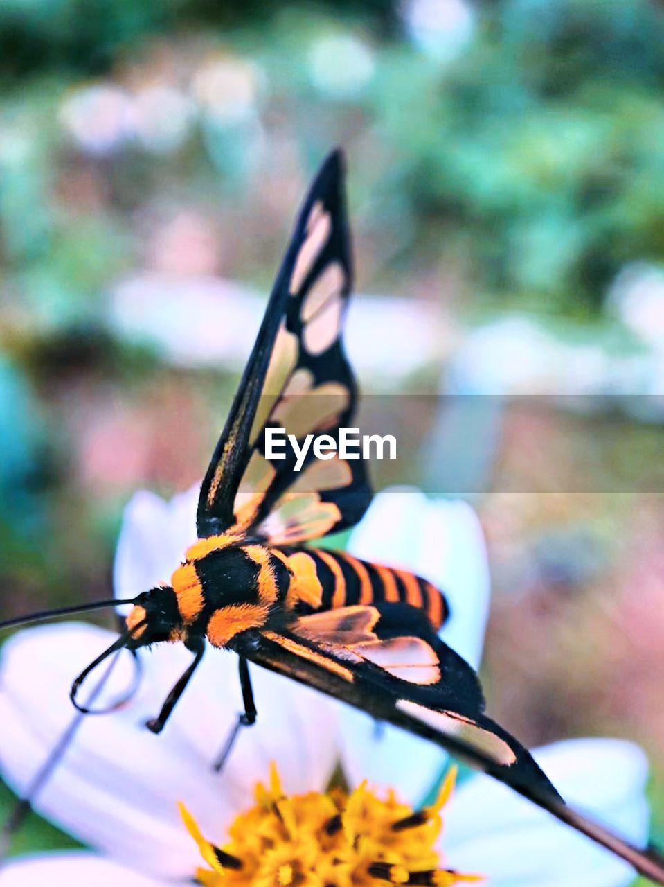 CLOSE-UP OF BUTTERFLY ON WHITE FLOWER