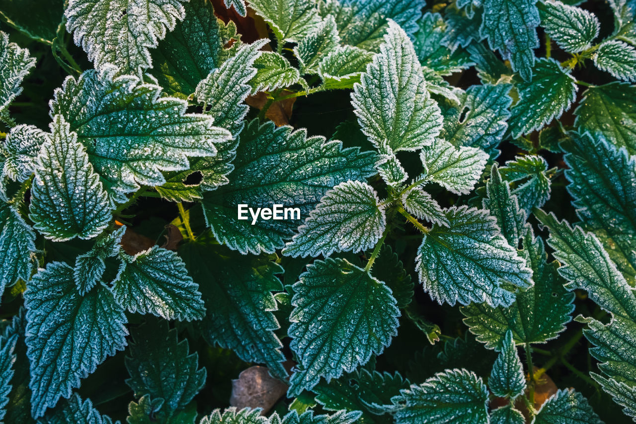 FULL FRAME SHOT OF FRESH PLANTS