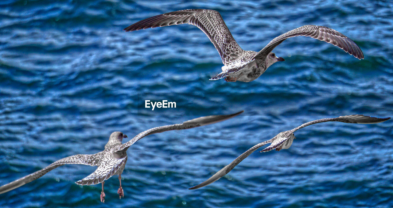 SEAGULLS FLYING OVER A BIRD