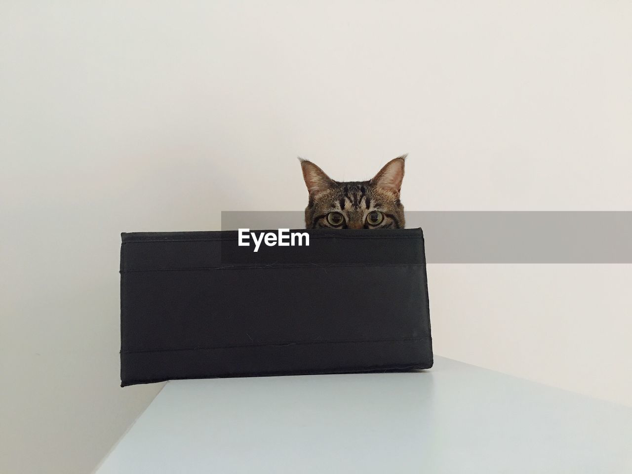 PORTRAIT OF CAT SITTING