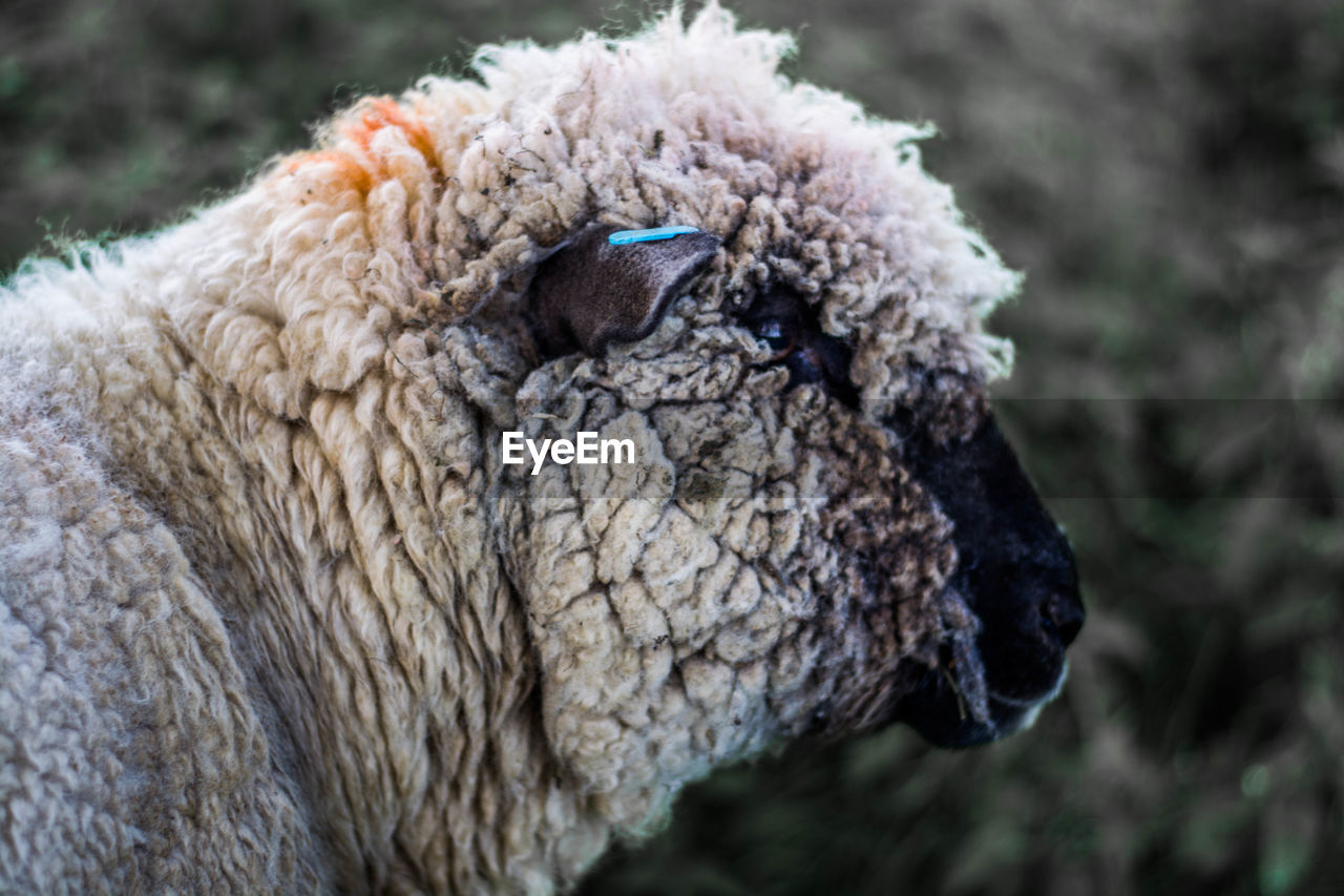 Close-up side view of sheep outdoors