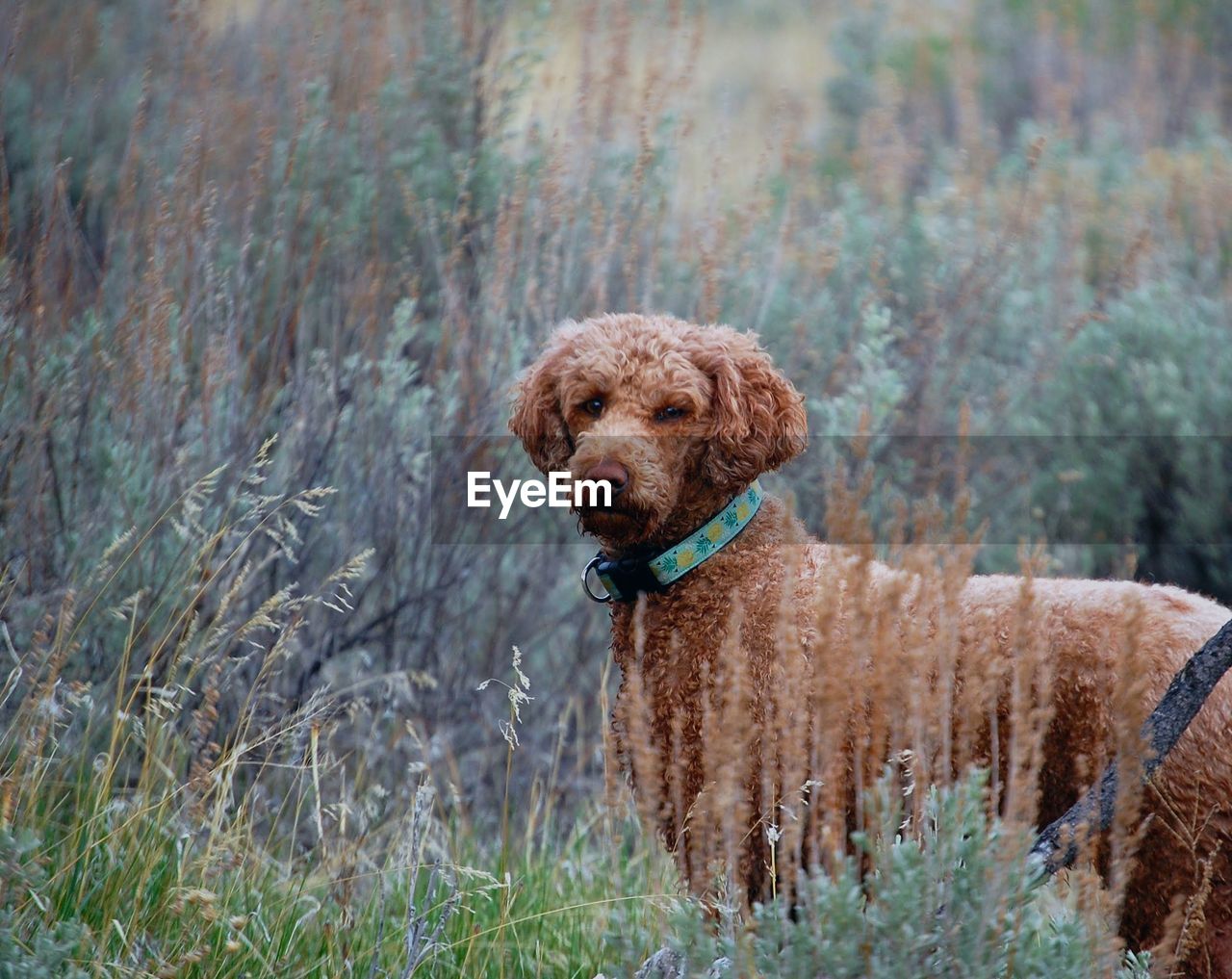 PORTRAIT OF DOG STANDING IN PARK