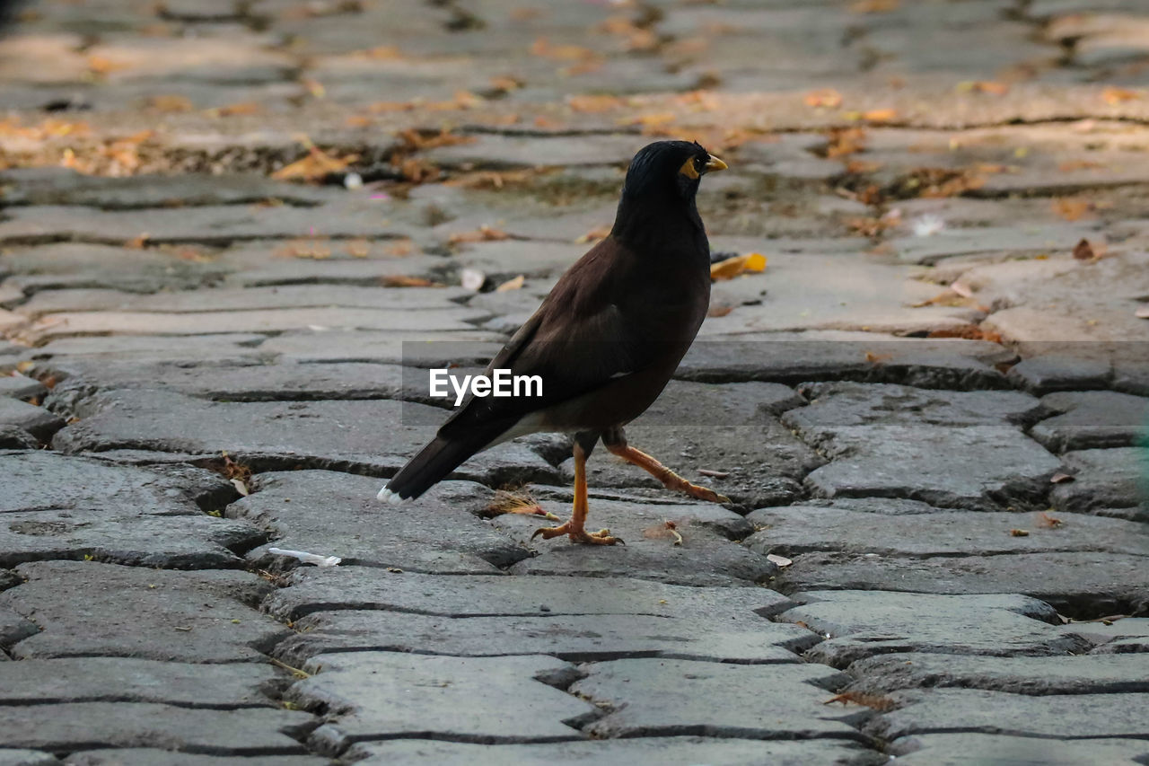 Beautiful bird standing on ground.