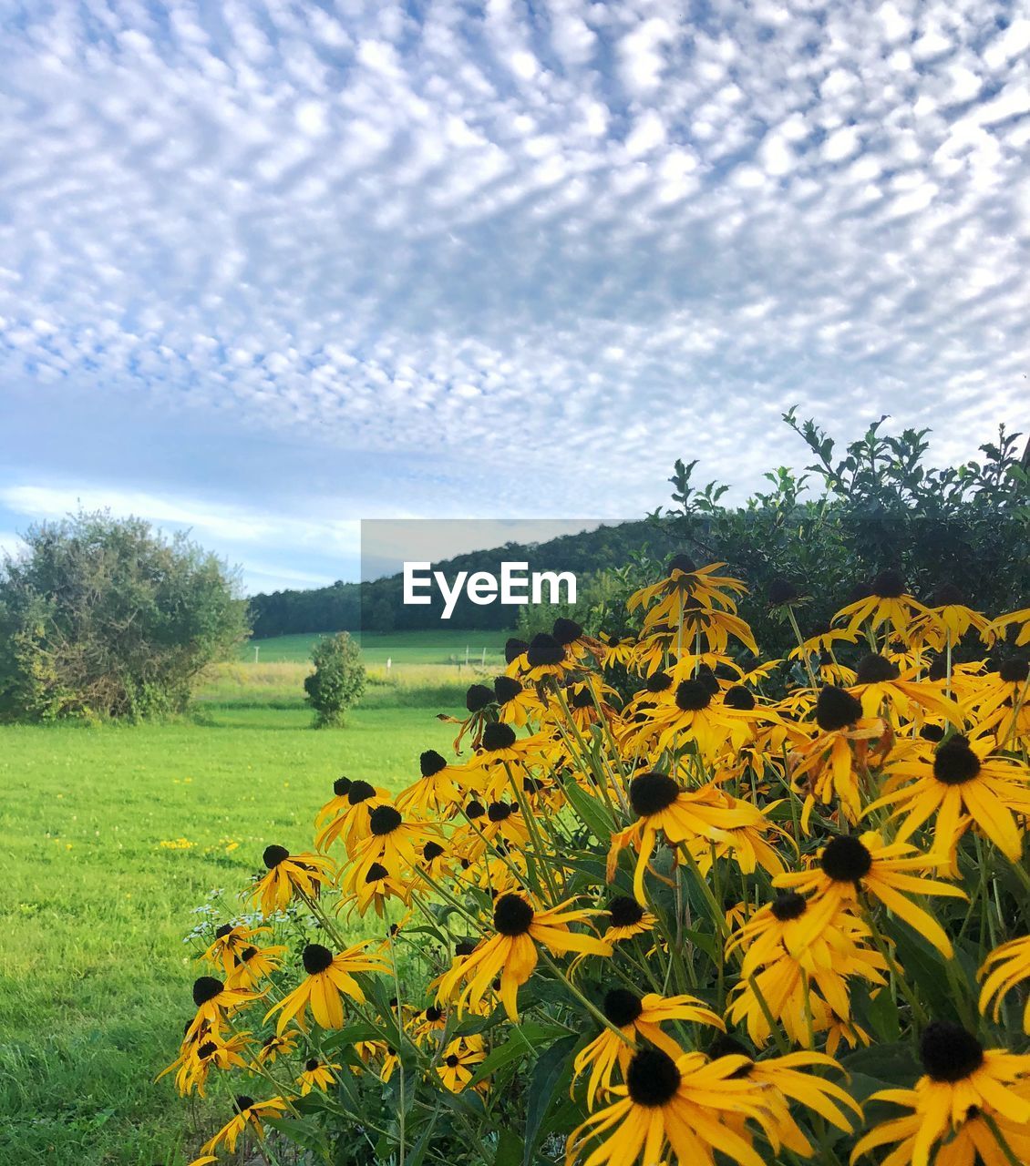 YELLOW FLOWERING PLANTS ON FIELD AGAINST SKY