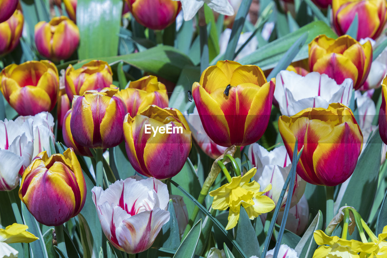 Close-up of multi colored tulips