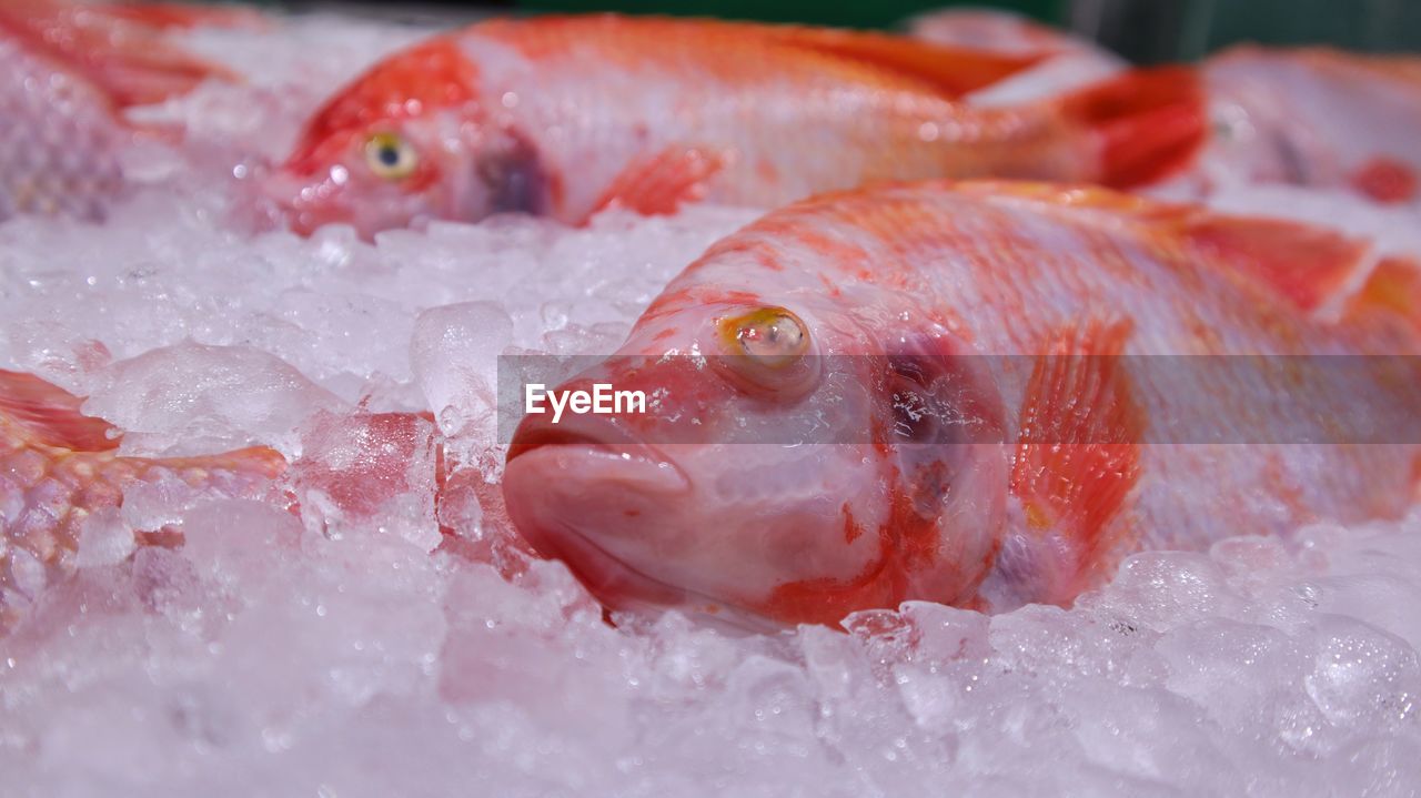 CLOSE-UP OF FISH IN MARKET